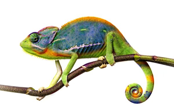 Animal Chameleon Reptiles Lizard Reptile HD Wallpaper | Background Image