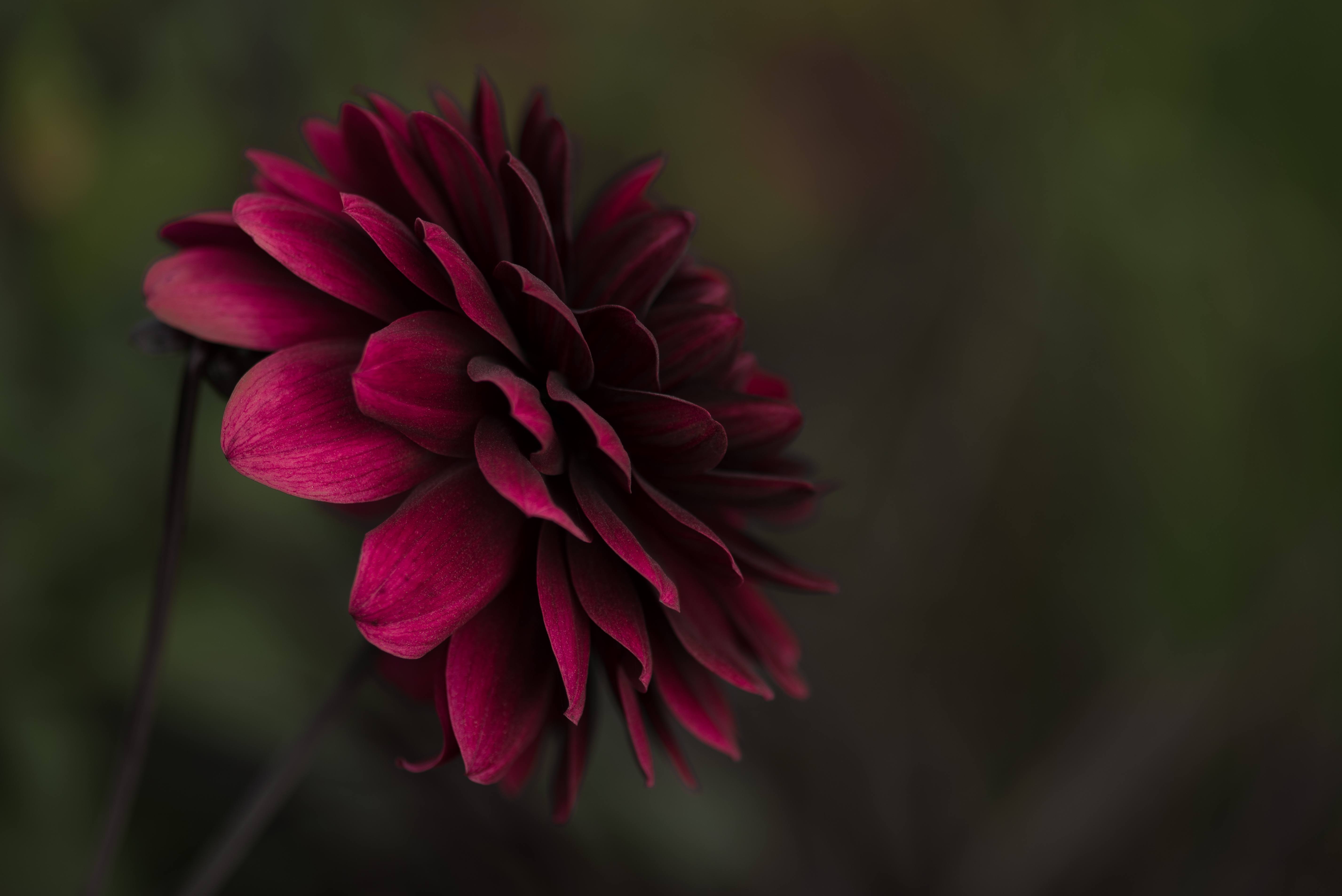 Download Purple Flower Nature Flower 4k Ultra HD Wallpaper