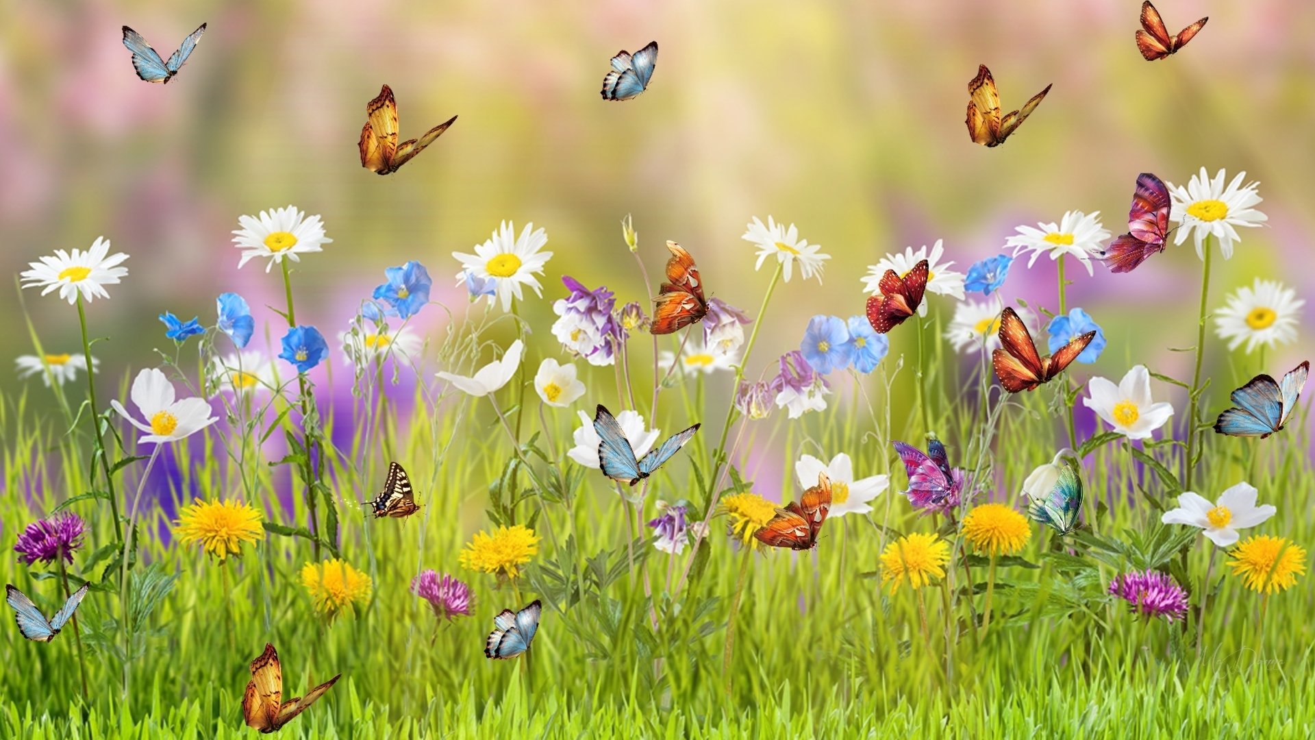 Download Colorful Colors Butterfly Flower Meadow Grass Artistic Spring HD  Wallpaper