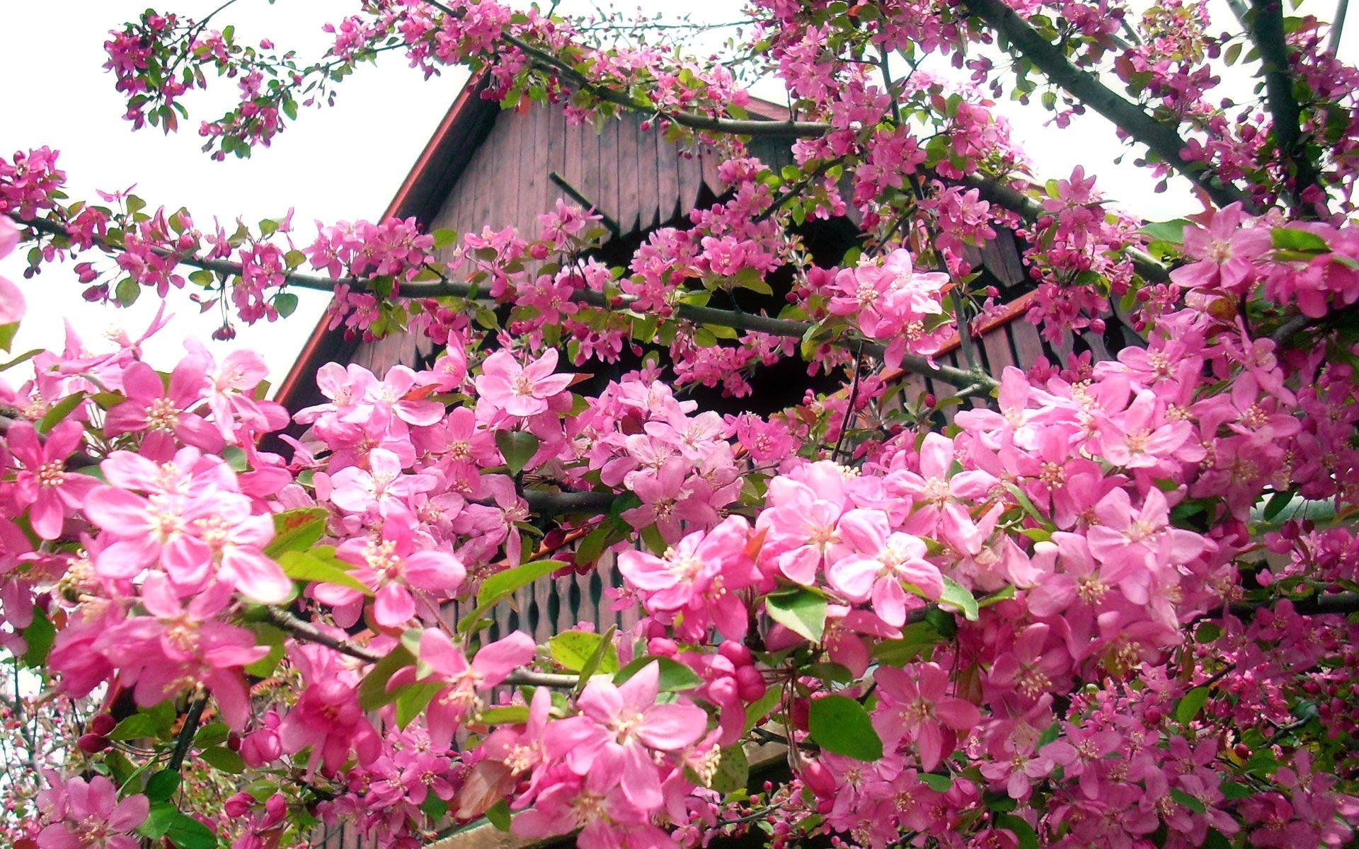 Pink Blossoming Tree