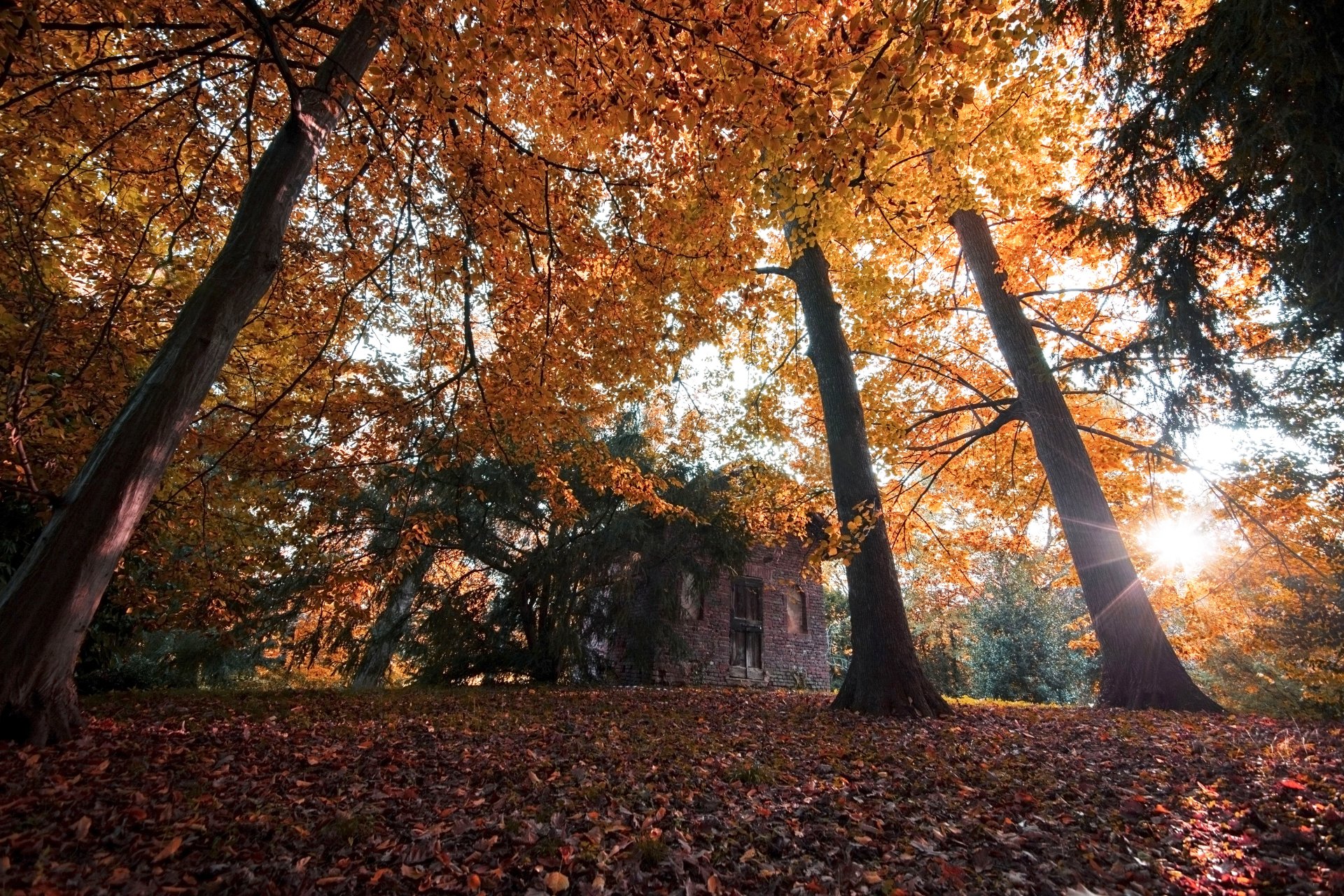 4K Ultra HD fall photography captures sunlight filtering through vibrant orange and yellow autumn leaves in a serene forest setting with a historic stone building in the background.