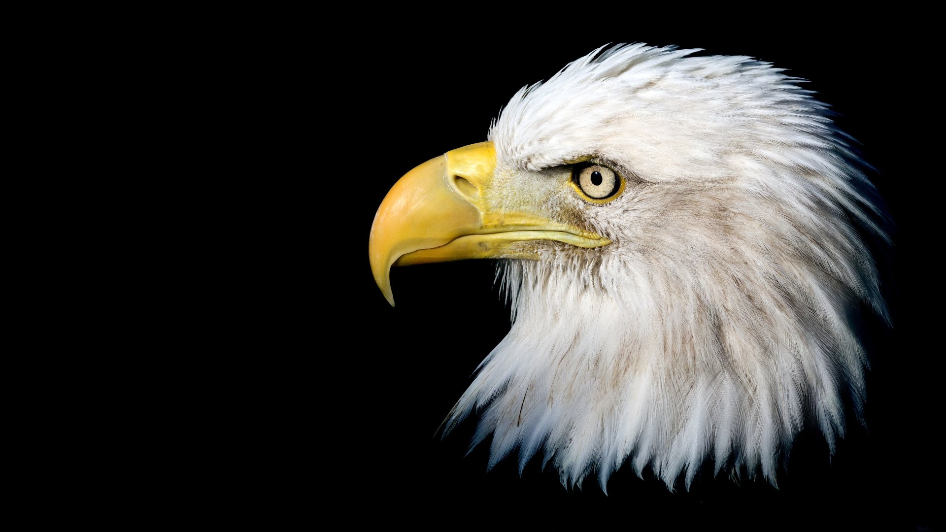 Close-up profile of a bald eagle (bird, animal) head against a black background, detailed white feathers and piercing eye — 4K Ultra HD PC desktop wallpaper/background.