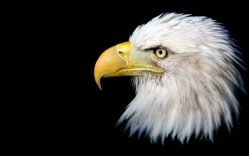 26 4K Ultra HD Bald Eagle Wallpapers | Background Images - Wallpaper Abyss