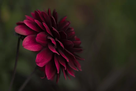 purple flower nature flower HD Desktop Wallpaper | Background Image