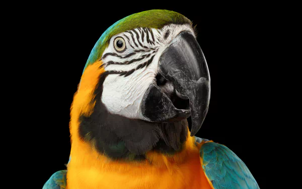 bird Animal Blue-and-yellow Macaw HD Desktop Wallpaper | Background Image