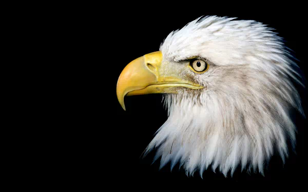 Close-up profile of a bald eagle (bird, animal) head against a black background, detailed white feathers and piercing eye — 4K Ultra HD PC desktop wallpaper/background.