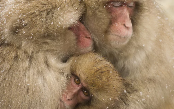 Close-up of a baby Japanese macaque nestled between two adult snow monkeys, with snow gently falling on their fur, captured in HD for a vivid desktop wallpaper.