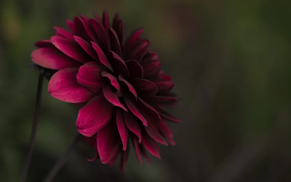 purple flower nature flower HD Desktop Wallpaper | Background Image