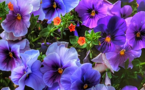 Nature Pansy Flowers Flower Purple Flower HD Wallpaper | Background Image