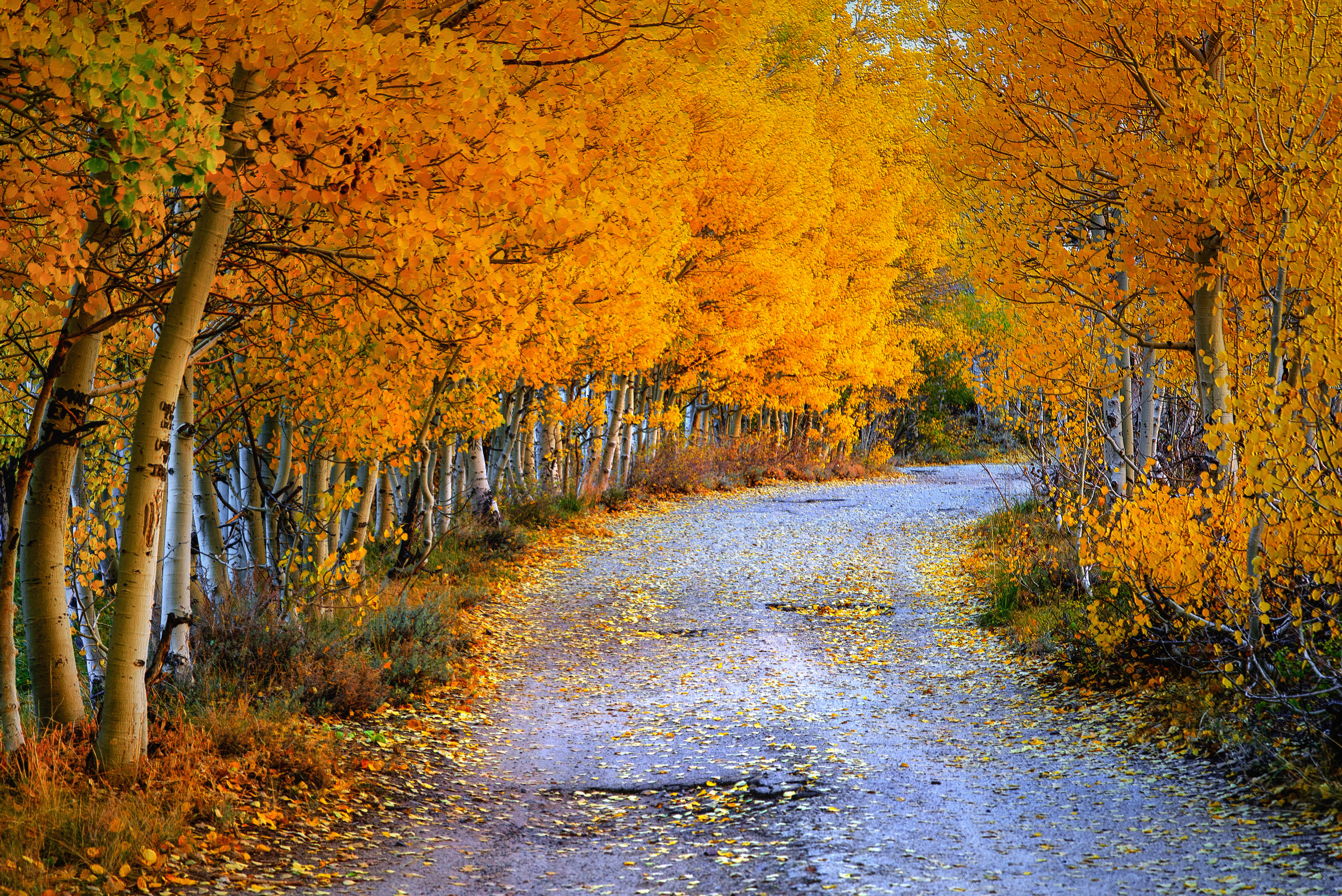 Осень. Осенняя природа. Природа осенью. Пейзаж осени. Осенний лес.