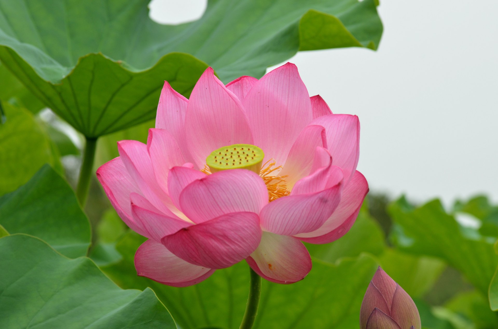 Bạn đang tìm kiếm một hình nền hoa sen cao cấp? Đừng bỏ lỡ những hình ảnh Lotus HD với độ phân giải tuyệt vời. Làm mới màn hình của bạn với những bức ảnh hoa sen tuyệt đẹp mà bạn không bao giờ muốn lỡ đi.