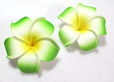 plumeria tropical flower nature frangipani HD Desktop Wallpaper | Background Image