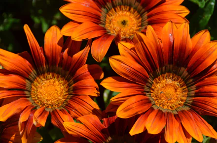 orange flower nature flower HD Desktop Wallpaper | Background Image