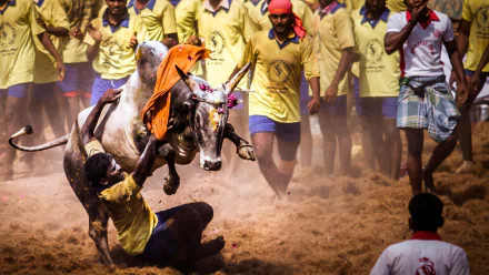 High-definition wallpaper capturing the intense action of a Jallikattu event, a traditional Tamil bull-taming sport in India, with participants dressed in yellow shirts and red headbands amidst a sandy arena.