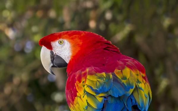 bird macaw Animal scarlet macaw HD Desktop Wallpaper | Background Image