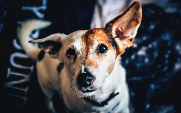 muzzle dog Animal terrier HD Desktop Wallpaper | Background Image