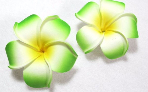 Nature Frangipani Flowers Flower Tropical Plumeria HD Wallpaper | Background Image