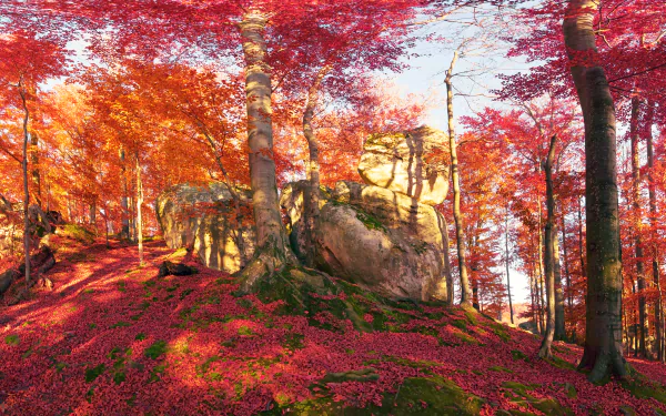 A vibrant fall forest scene with red and orange foliage surrounding large boulders, captured in stunning 4K Ultra HD for a PC desktop wallpaper.
