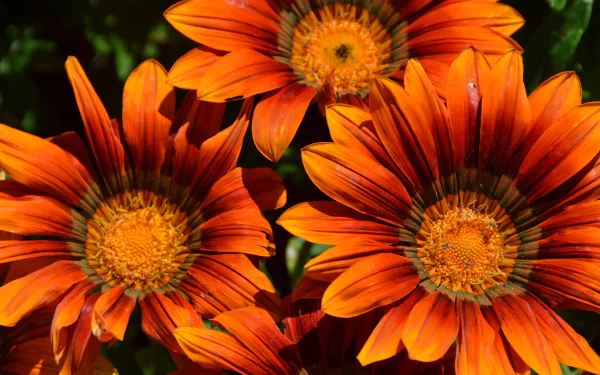 orange flower nature flower HD Desktop Wallpaper | Background Image