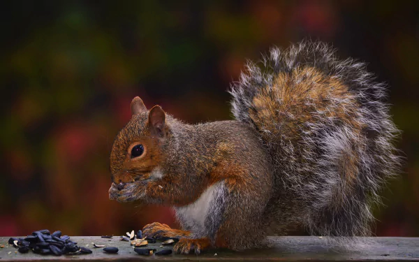 4K Ultra HD PC desktop wallpaper background: a squirrel (rodent, Animal) eating seeds on a wooden ledge, fluffy tail raised against a blurred autumn backdrop.
