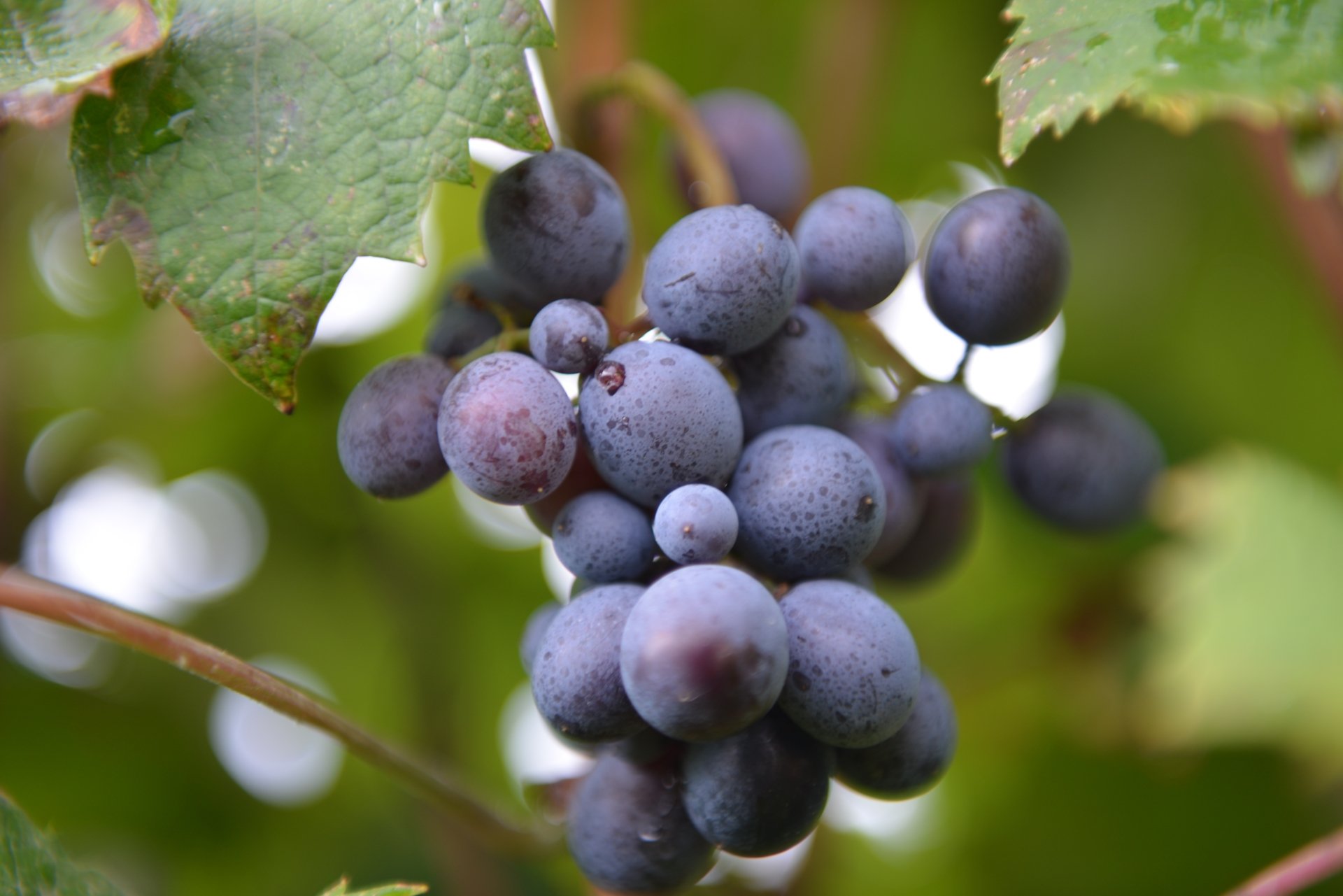 Grapes 5k Retina Ultra HD Wallpaper | Background Image ...