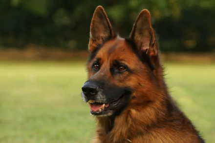 HD wallpaper featuring a close-up of a German Shepherd dog with a focused expression, set against a blurred outdoor background.