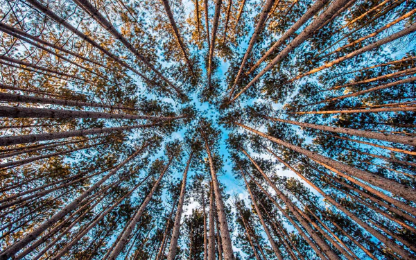 HD PC desktop wallpaper background: upward view of forest treetops and tall trees radiating toward a bright blue sky, serene nature scene.