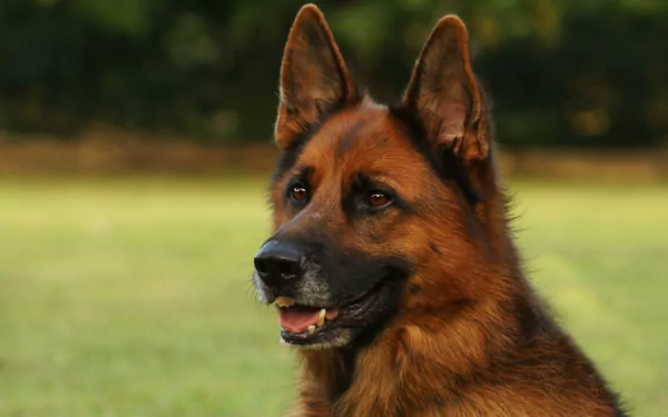 HD wallpaper featuring a close-up of a German Shepherd dog with a focused expression, set against a blurred outdoor background.