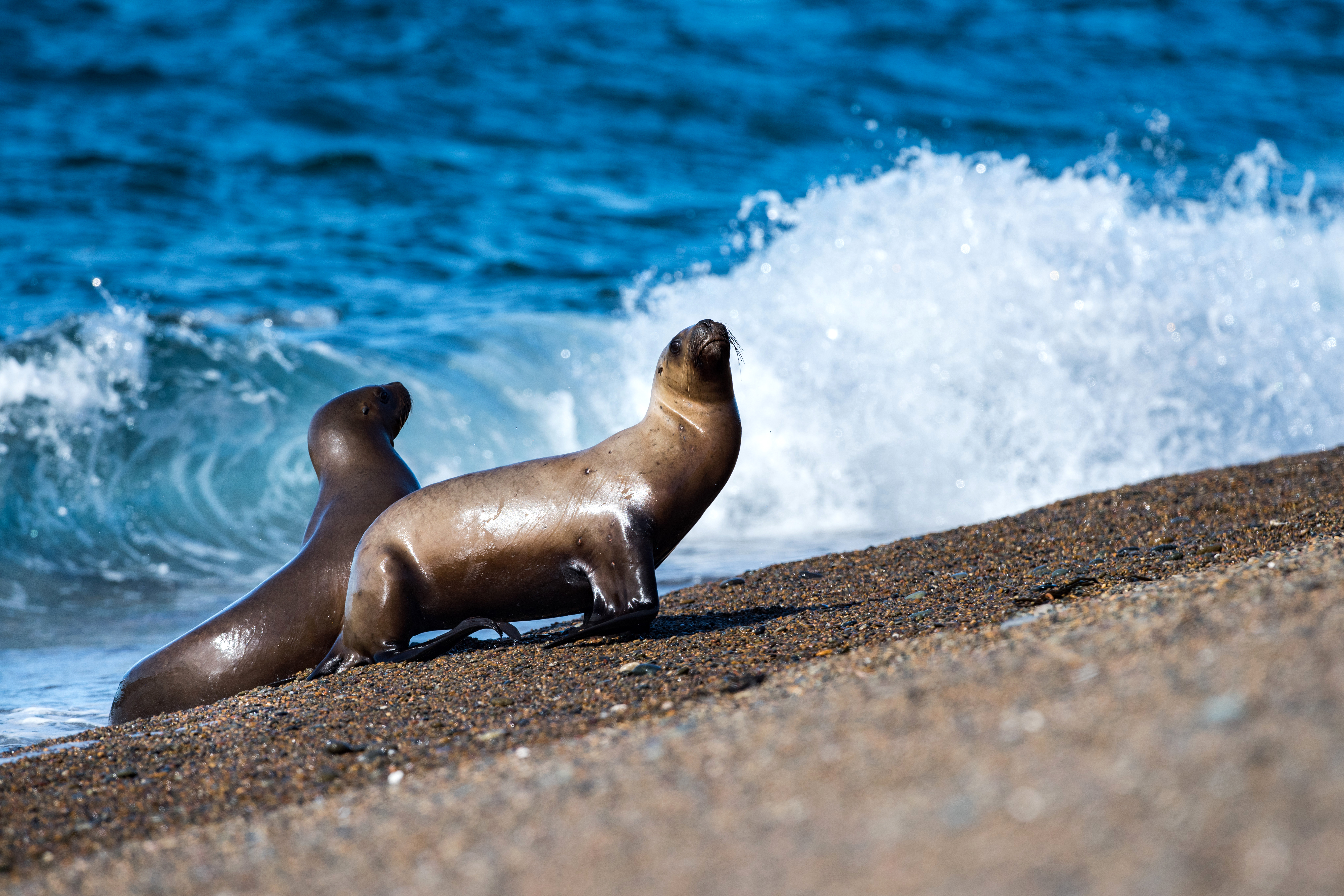 Animal Sea Lion HD Wallpaper | Background Image