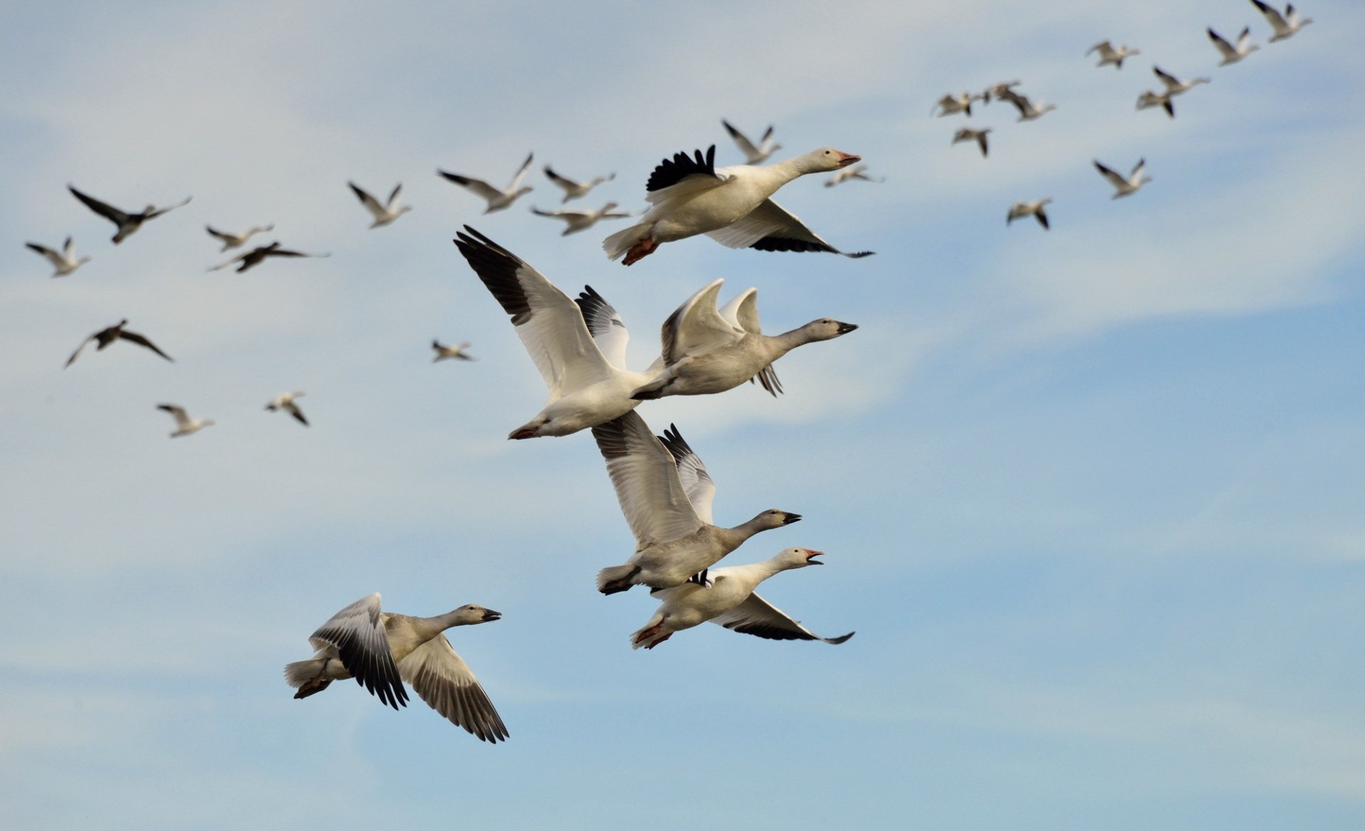 Download Flock Of Birds Bird Animal Goose HD Wallpaper