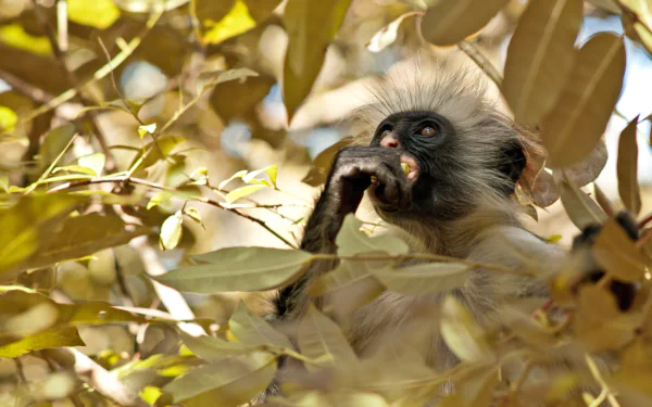 primate Animal monkey HD Desktop Wallpaper | Background Image