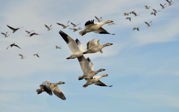 Animal Goose Birds Geese Bird Flock Of Birds HD Wallpaper | Background Image
