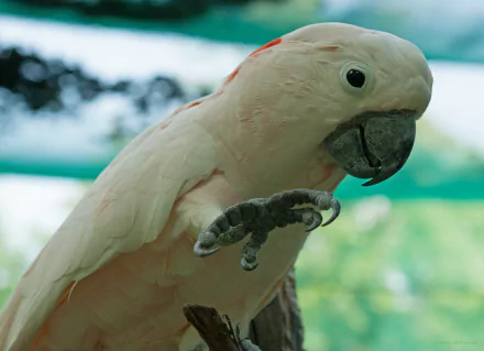 Close-up of a salmon-crested cockatoo, a striking parrot species, captured in vibrant detail for a 4K Ultra HD PC desktop wallpaper and background.