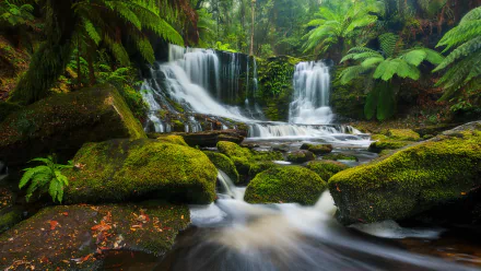 HD desktop wallpaper featuring a tranquil tropical jungle with lush green ferns and moss, surrounding a serene waterfall cascading over rocks in the forest.
