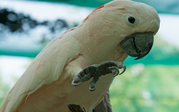 Animal Salmon-crested cockatoo Birds Cockatoos Parrot Bird HD Wallpaper | Background Image