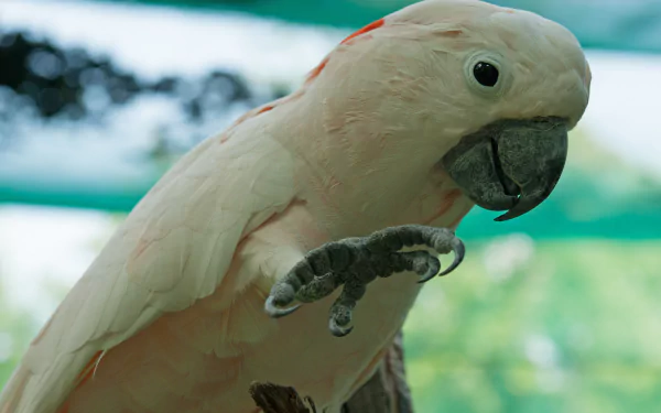 Close-up of a salmon-crested cockatoo, a striking parrot species, captured in vibrant detail for a 4K Ultra HD PC desktop wallpaper and background.
