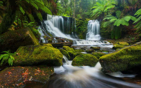 HD desktop wallpaper featuring a tranquil tropical jungle with lush green ferns and moss, surrounding a serene waterfall cascading over rocks in the forest.