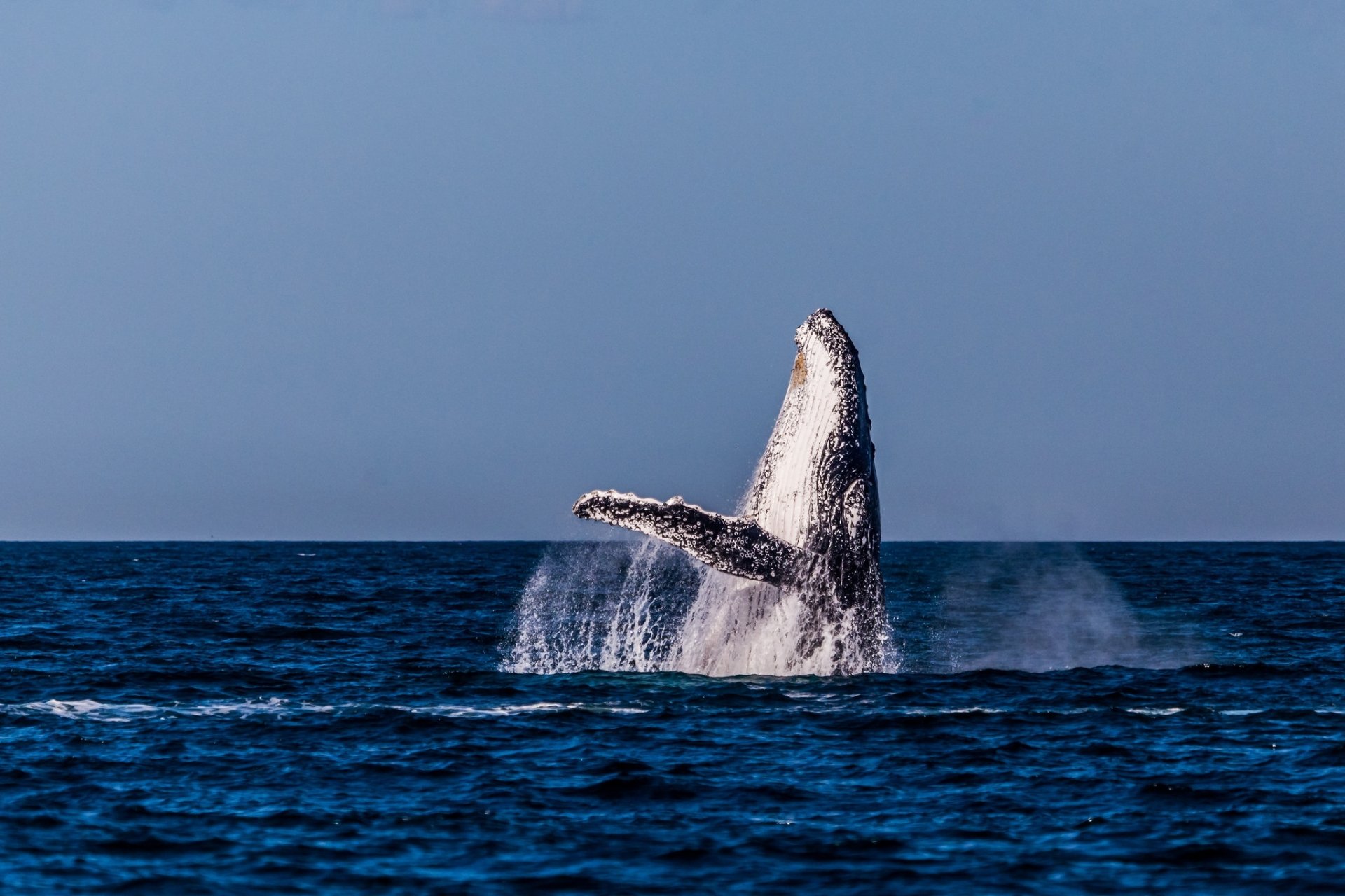 Download Horizon Ocean Whale Animal Humpback Whale HD Wallpaper