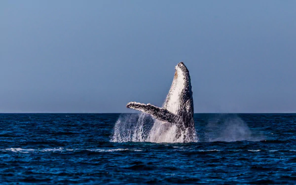 horizon ocean whale Animal humpback whale HD Desktop Wallpaper | Background Image