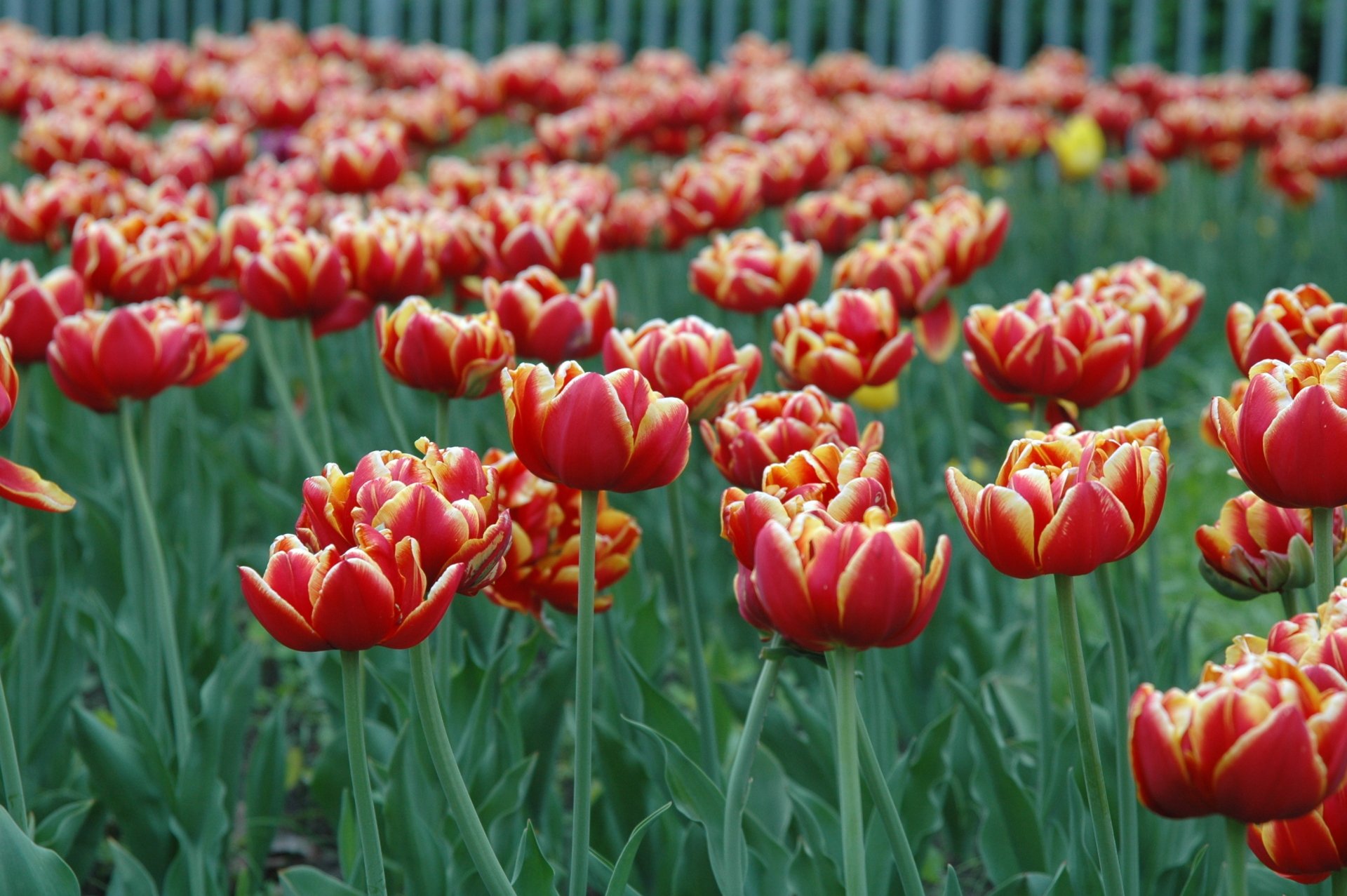Download Red Flower Flower Nature Tulip HD Wallpaper | 3008x2000 ...