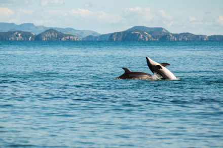 playing Animal dolphin HD Desktop Wallpaper | Background Image