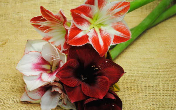 lily red flower close-up flower nature Amaryllis HD Desktop Wallpaper | Background Image