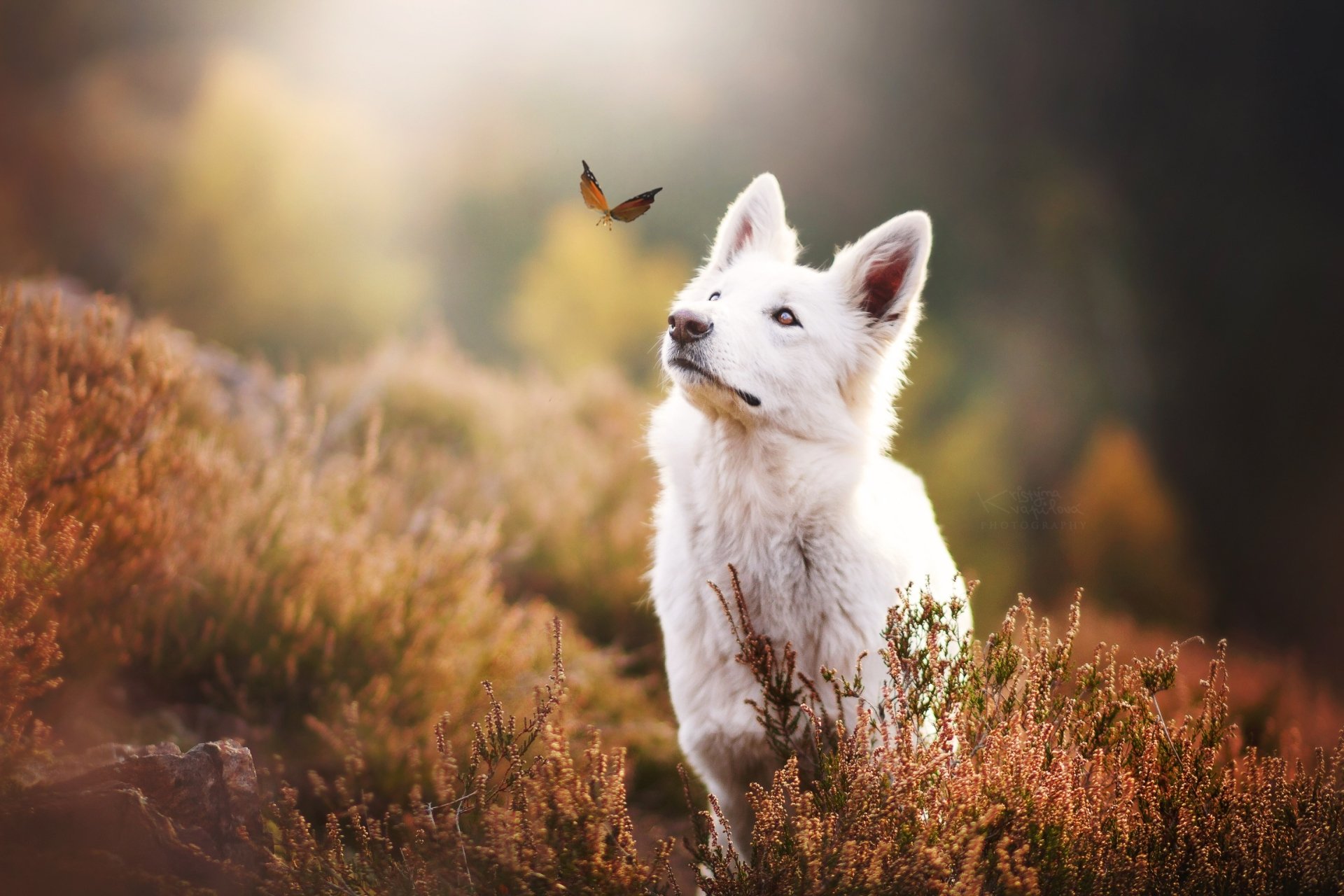 A white shepherd dog with a calm muzzle gazes at a butterfly fluttering nearby in a softly blurred natural setting, captured in HD for a desktop wallpaper background.
