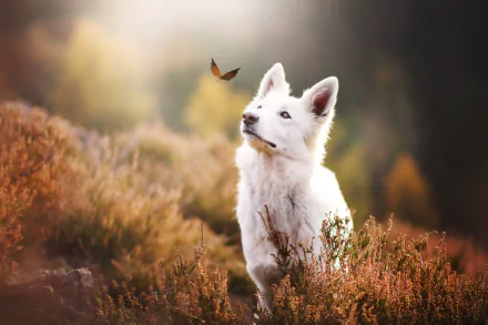 A white shepherd dog with a calm muzzle gazes at a butterfly fluttering nearby in a softly blurred natural setting, captured in HD for a desktop wallpaper background.