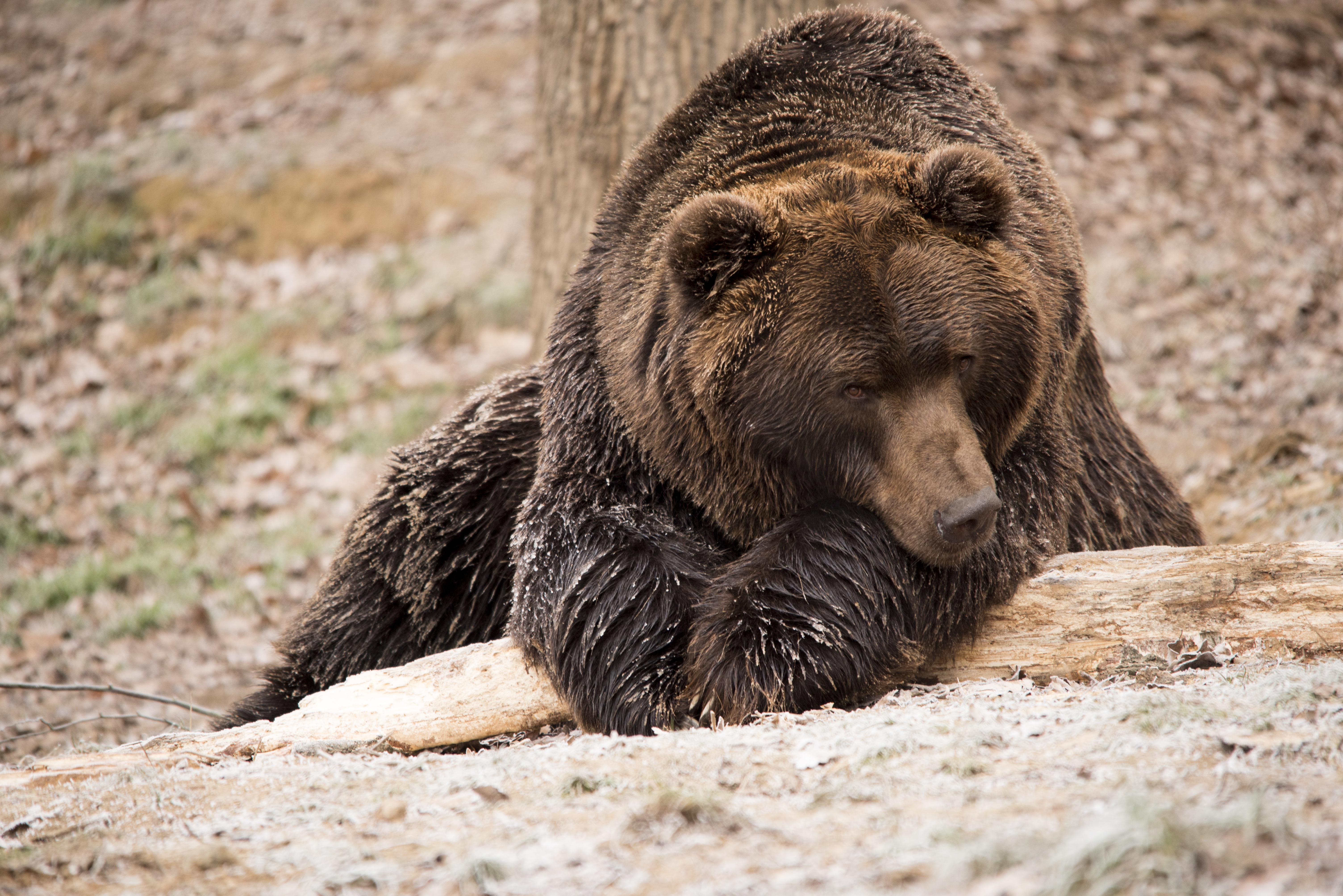 Фото bear. Тибетский бурый медведь. Сирийский бурый медведь. Дальневосточный бурый медведь. Браун Беар.