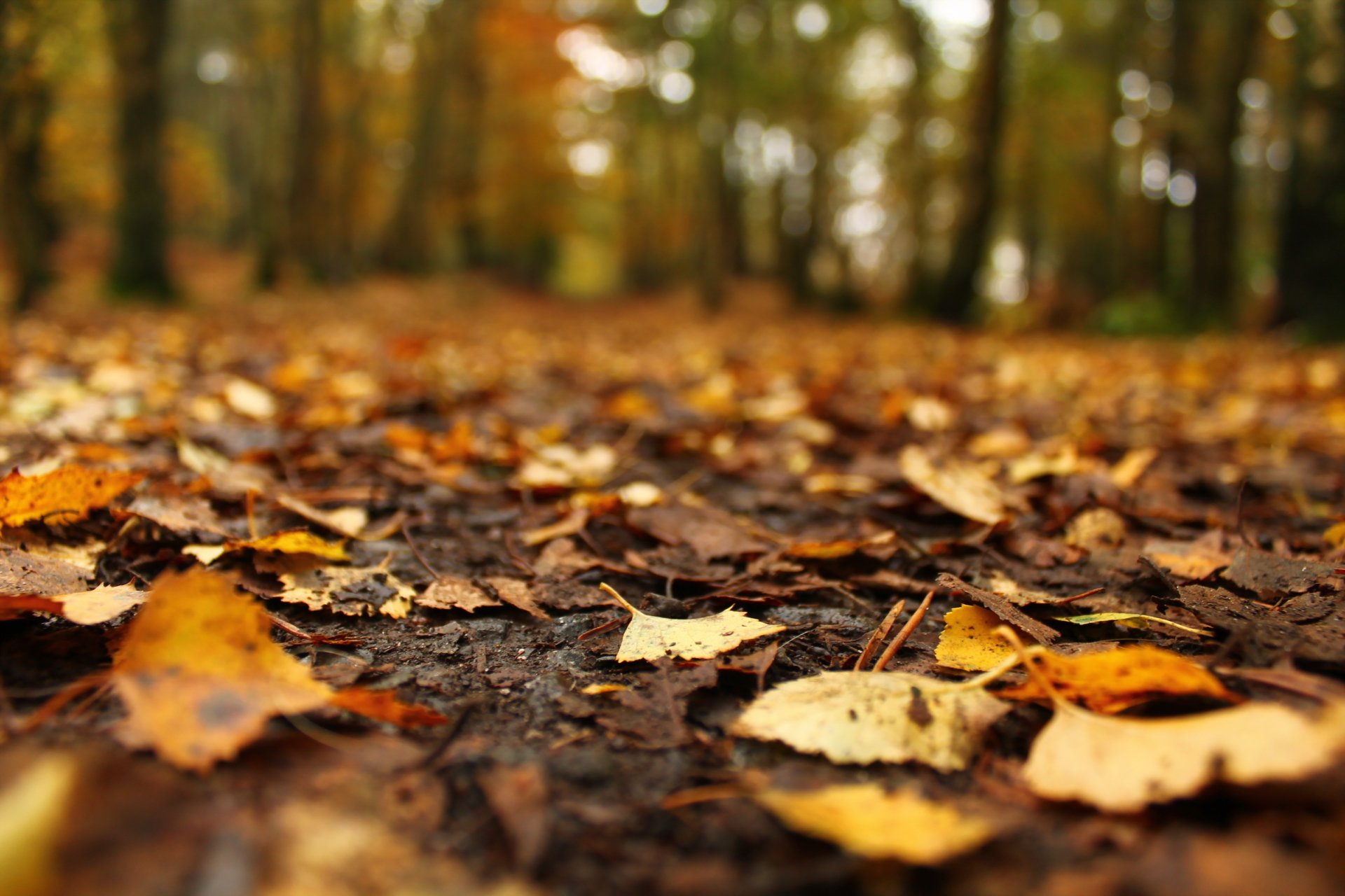 4K Autumn Leaf Blur — Ultra HD Forest Floor Wallpaper | 4272x2848 ...