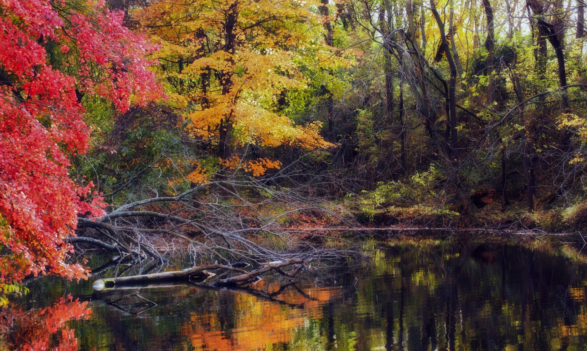 Download Tree Forest Fall Nature Lake 4k Ultra HD Wallpaper | 5429x3244 ...