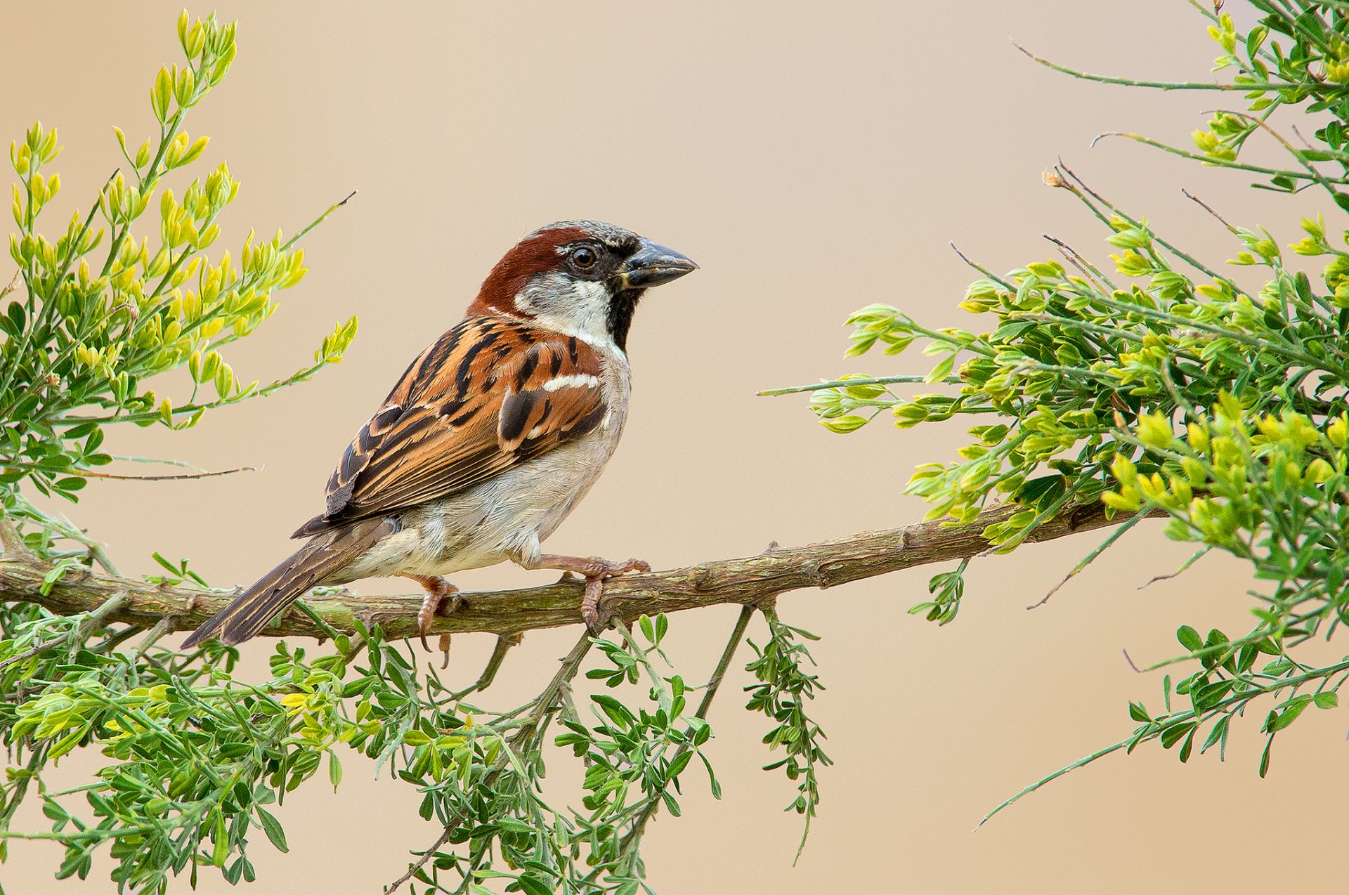 sparrow images