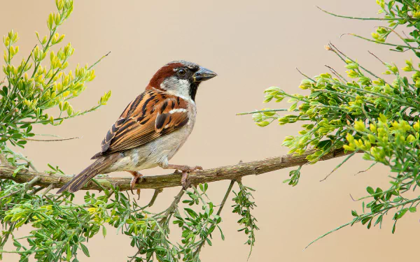 HD desktop wallpaper featuring a sparrow perched on a branch surrounded by green foliage against a soft beige background.