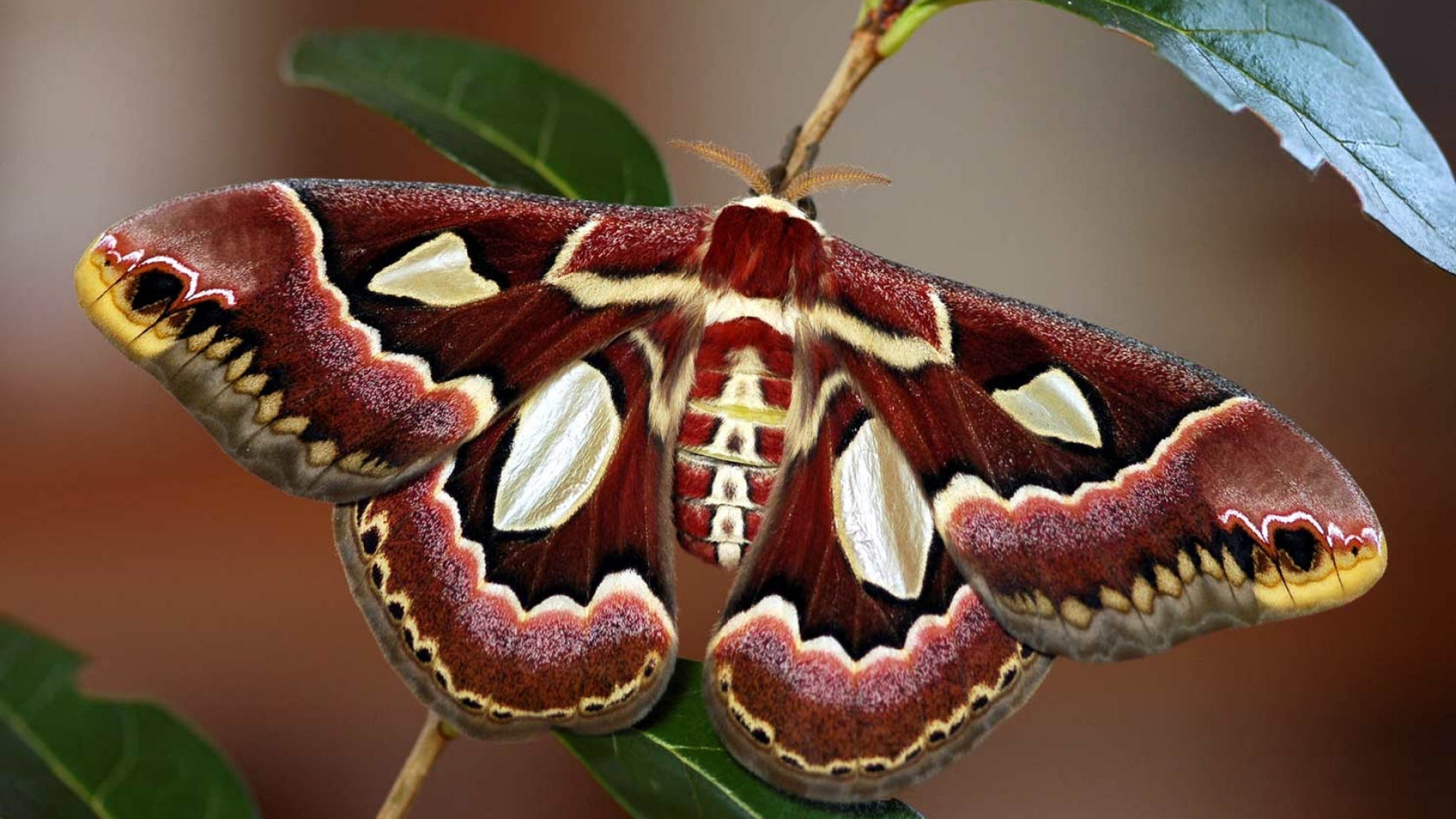 Animal Moth HD Wallpaper | Background Image